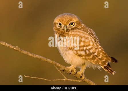 Athene Lilith, Athene Noctua, little owl Stock Photo