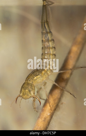 A great diving beetle larva close up underwater.  Taken in a photographic  aquarium and returned to the wild unharmed Stock Photo