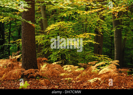 A view of Burnham Beeches woodland in the autumn UK Stock Photo