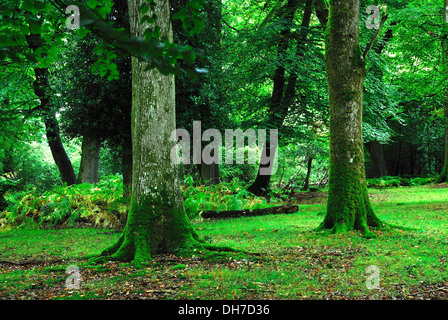 A view of Gritnam Wood in the New Forest Hampshire UK Stock Photo