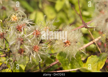 Old mans beard attractive climber wispy fluffy soft seed heads slender feathery thread  wind dispersal Stock Photo