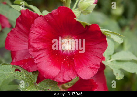 Common hollyhock   (Alcea rosea) Stock Photo