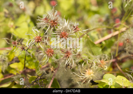 Old mans beard attractive climber wispy fluffy soft seed heads slender feathery thread  wind dispersal Stock Photo