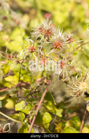 Old mans beard attractive climber wispy fluffy soft seed heads slender feathery thread  wind dispersal Stock Photo