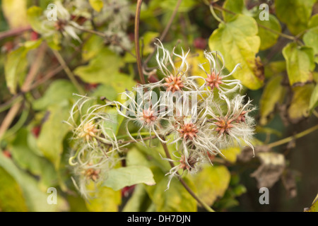 Old mans beard attractive climber wispy fluffy soft seed heads slender feathery thread  wind dispersal Stock Photo