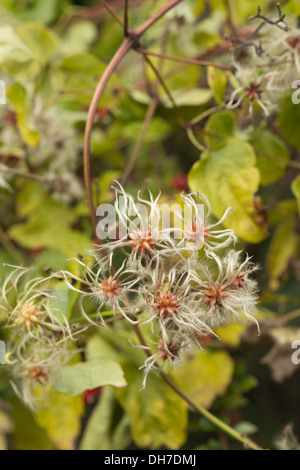 Old mans beard attractive climber wispy fluffy soft seed heads slender feathery thread  wind dispersal Stock Photo