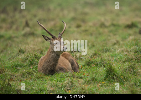 Juvenile male Red Deer (Cervus elaphus) stag during autumn rut. Studley Royal, North Yorkshire, UK