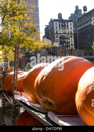 Seasonal Autumn Decorations, Pumpkin Display Stock Photo