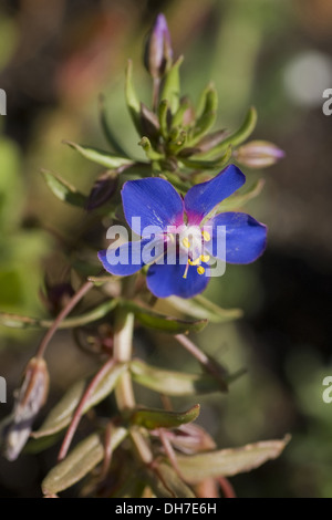blue pimpernel, anagallis monelli Stock Photo