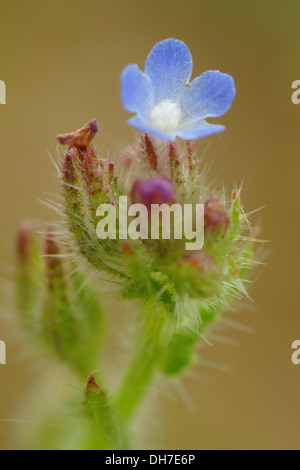 small bugloss, anchusa arvensis Stock Photo