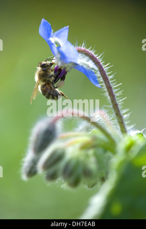 borage, borago officinalis Stock Photo