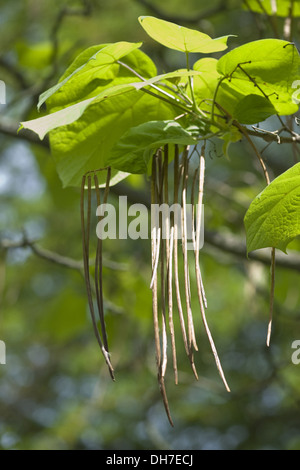 southern catalpa, catalpa bignonioides Stock Photo