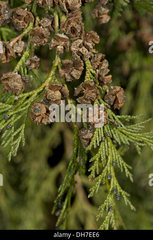 lawsons cypress, chamaecyparis lawsoniana Stock Photo