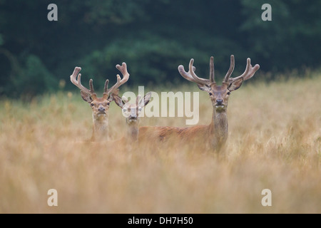 Three juvenile male Red Deer (Cervus elaphus) stags in grassland. Velvet covered antlers. Studley Royal, North Yorkshire, UK