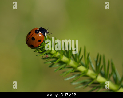 Ladybird on a pond plant in summer Stock Photo