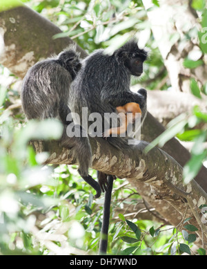 Silvery Lutung, Trachypithecus cristatus, also known as the silvered leaf monkey or the silvery langur, with young. Stock Photo