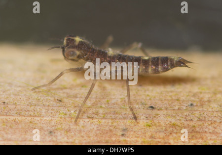 An early instar dragonfly nymph underwater.  Taken in a photographic  aquarium and returned to the wild unharmed Stock Photo