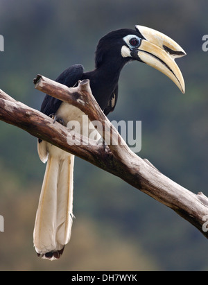 The Malabar Pied Hornbill (Anthracoceros coronatus) also known as lesser Pied Hornbill, Pangkor, Malaysia.
