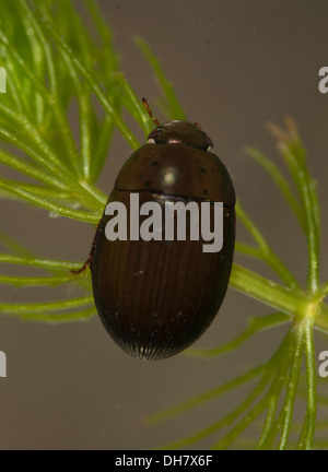 Water Scavenger Beetle (Hydrobius Fuscipes Stock Photo - Alamy