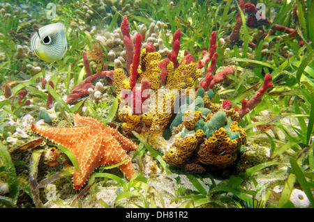 Gorgeous underwater colors of sea sponges with starfish and butterfly fish in a coral reef, Caribbean sea Stock Photo