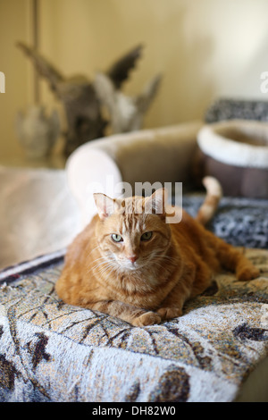 An orange tabby cat sitting on an ottoman. Stock Photo