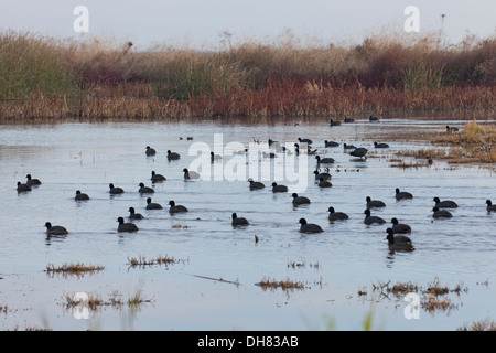 Flock of American Coot (Fulica americana) swimming on open marsh - California USA Stock Photo