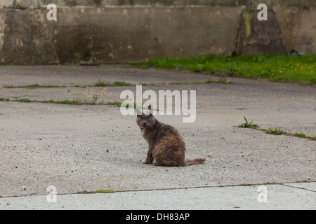 Feral cat in front of abandoned building - California USA Stock Photo