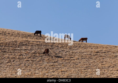 Free range cattle feeding on dry grass -  California USA Stock Photo