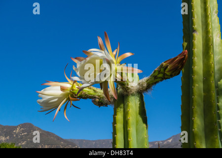 The San Pedro cactus flowering in Ojai, California Stock Photo - Alamy