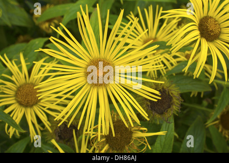 Bright yellow daisy like flower inula hookeri in a garden. Stock Photo