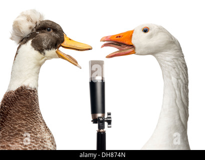 Close-up of Male Crested Duck, lophonetta specularioides, and Domestic goose, Anser anser domesticus, singing into microphone Stock Photo
