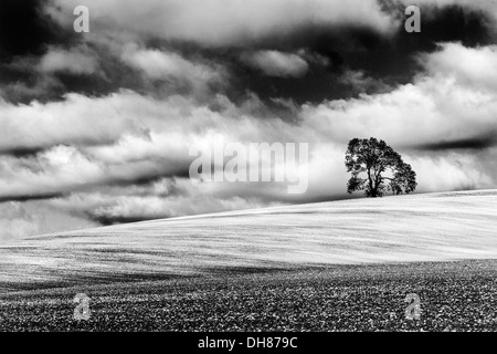 A simple monochrome image of a tree atop a ploughed chalk field with a dramatic cloudy sky. Stock Photo
