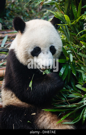 Panda bear eating bamboo leaves at Chengdu Research Base of Giant Panda Breeding Center in Sichuan China Stock Photo
