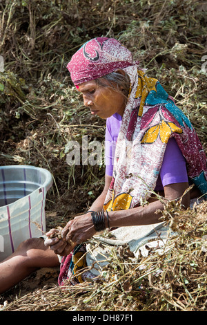 Elderly Indian woman harvesting peanuts.  Andhra Pradesh, India Stock Photo
