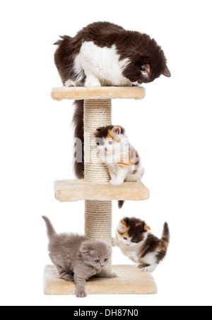 Group of cats playing on a cat tree against white background Stock Photo
