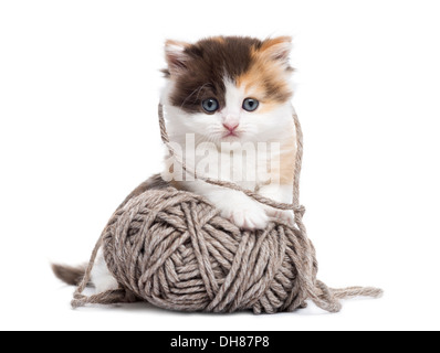 Front view of a Highland straight kitten playing with a wool ball against white background Stock Photo