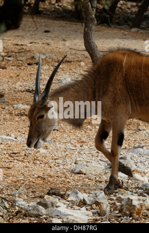 Common eland, Taurotragus oryx Stock Photo