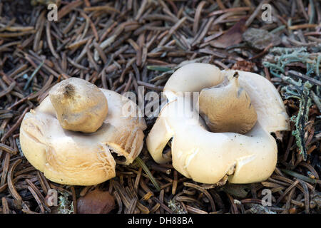 Fringed Earthstar or the Sessile Earthstar (Geastrum fimbriatum), Dolomites, South Tyrol province, Trentino-Alto Adige, Italy Stock Photo