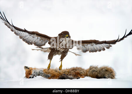 Common Buzzard (Buteo buteo), taking off from the carcass of a red fox (Vulpes vulpes) lying in the snow, Terfens, Terfens Stock Photo