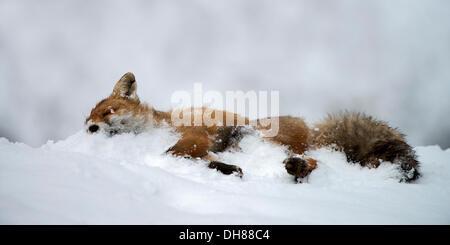 Dead Red Fox (Vulpes vulpes), lying in the snow, Terfens, Schwaz District, North Tirol, Tirol, Austria