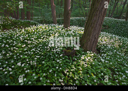 Ramsons or Wild Garlic (Allium ursinum), Breitenfurt bei Wien, Lower Austria, Austria Stock Photo