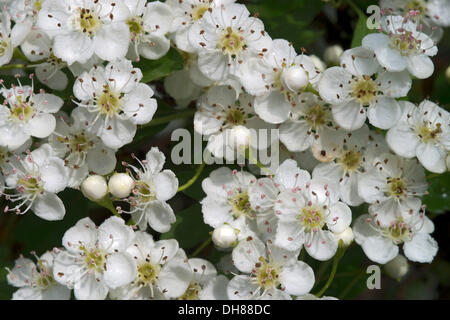 Common Hawthorn or Single-seeded Hawthorn (Crataegus monogyna), Perchtoldsdorfer Heide, Perchtoldsdorf, Lower Austria, Austria Stock Photo