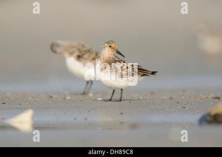 Two Sanderlings (Calidris alba) on the beach, Helgoland, Helgoland, Schleswig-Holstein, Germany Stock Photo