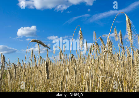 Barley (Hordeum vulgare), barley field against a blue summer sky with white clouds Stock Photo