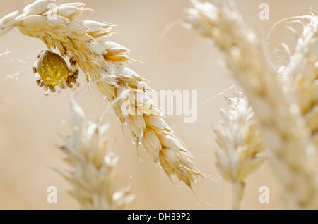 Four-spot Orb-weaver (Araneus quadratus) in a wheat field Stock Photo