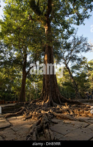 Trees overgrowing the temple complex of Ta Prohm, Ta Prohm, Siem Reap, Siem Reap Province, Cambodia Stock Photo