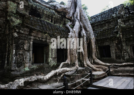 Trees overgrowing the temple complex of Ta Prohm, Ta Prohm, Siem Reap, Siem Reap Province, Cambodia Stock Photo