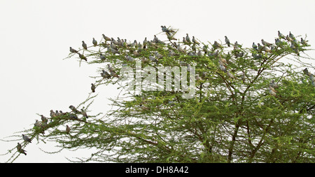 Yellow-eyed Pigeon or Pale-backed Pigeon (Columba eversmanni) flock Stock Photo