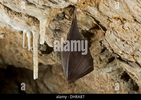 Lesser horseshoe bat (Rhinolophus hipposideros) hibernating in a cave, Thuringia