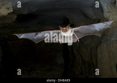 Greater mouse-eared bat (Myotis myotis) in flight in a cave, Thuringia Stock Photo